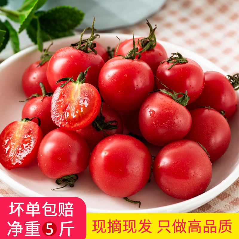 路元素 山東現(xiàn)摘新鮮圣女果 5斤