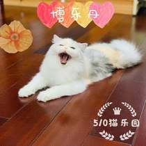 510 Cat Paradise) Pet cleaning teeth to reduce calculus Boledan 40g