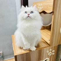 510 Cat Park Cheesecake for the night of the