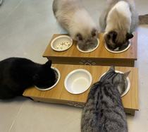 510 Cat Paradise Kitty Triple Bowl Double eleven Price 138