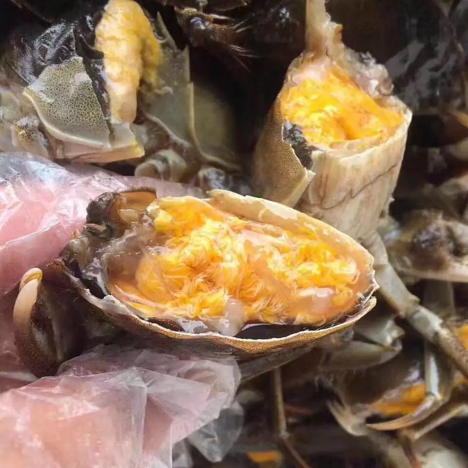 鲜活六月黄大闸蟹螃蟹满黄大蟹1822两8只当季时令湖鲜流心黄