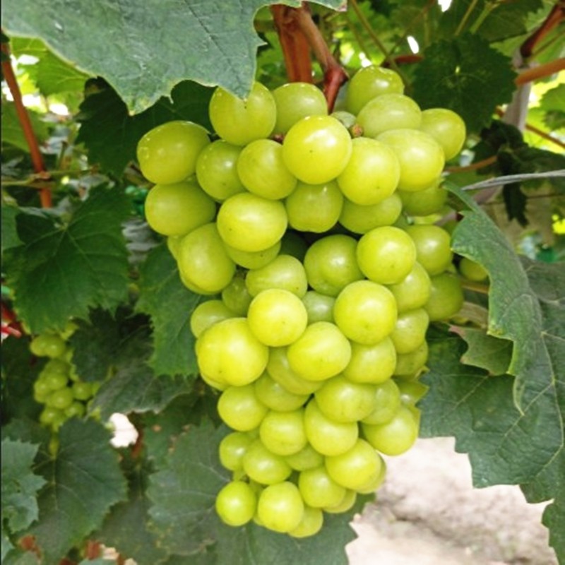 葡萄树苗 夏音马斯卡特 阳光玫瑰葡萄苗新品种果树苗南方北方种植