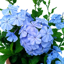 Blue snow seedlings potted seedlings climb vine flower green plant chamber balcony courtyard perennial flowering and living