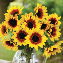 Super shining years Sunflower Sunflower Pot Sunflower potted sunflower pot pot pot pot garden outdoor plant flowering artifacts