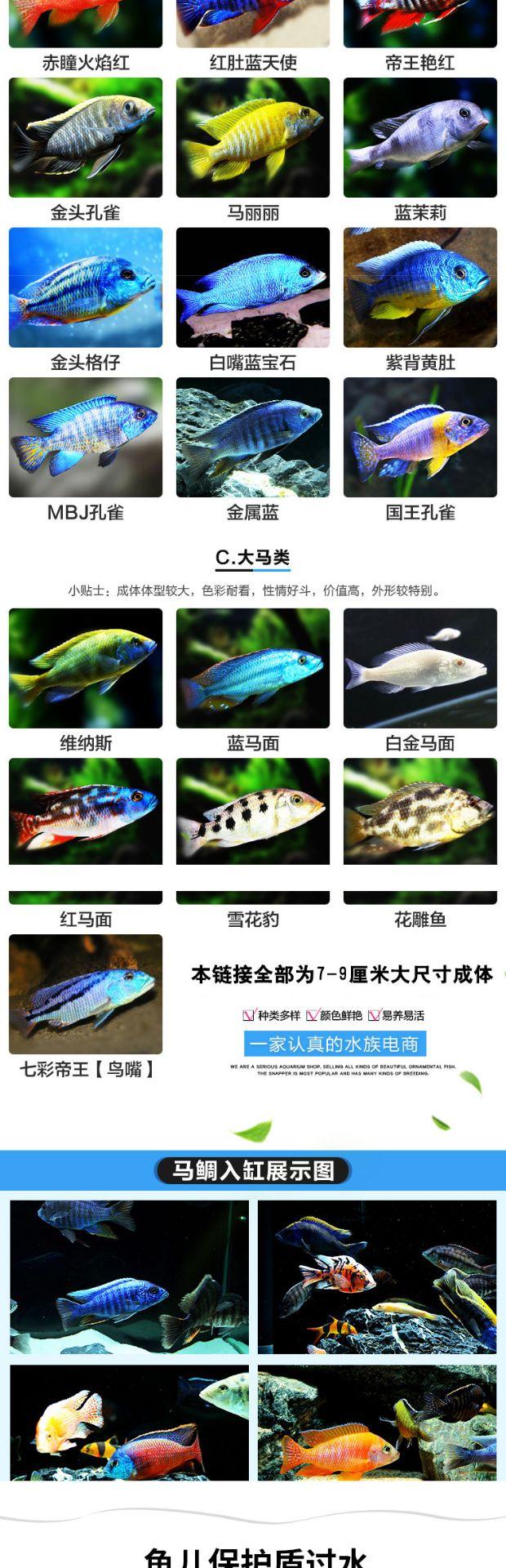 三湖慈鲷活体 马鲷岩栖大型鱼合集宠物鱼淡水热带鱼观赏鱼活体