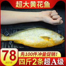 (Premium rhubarb fish)Deep sea yellow croaker Fresh frozen live rhubarb fish Small yellow croaker seafood aquatic products