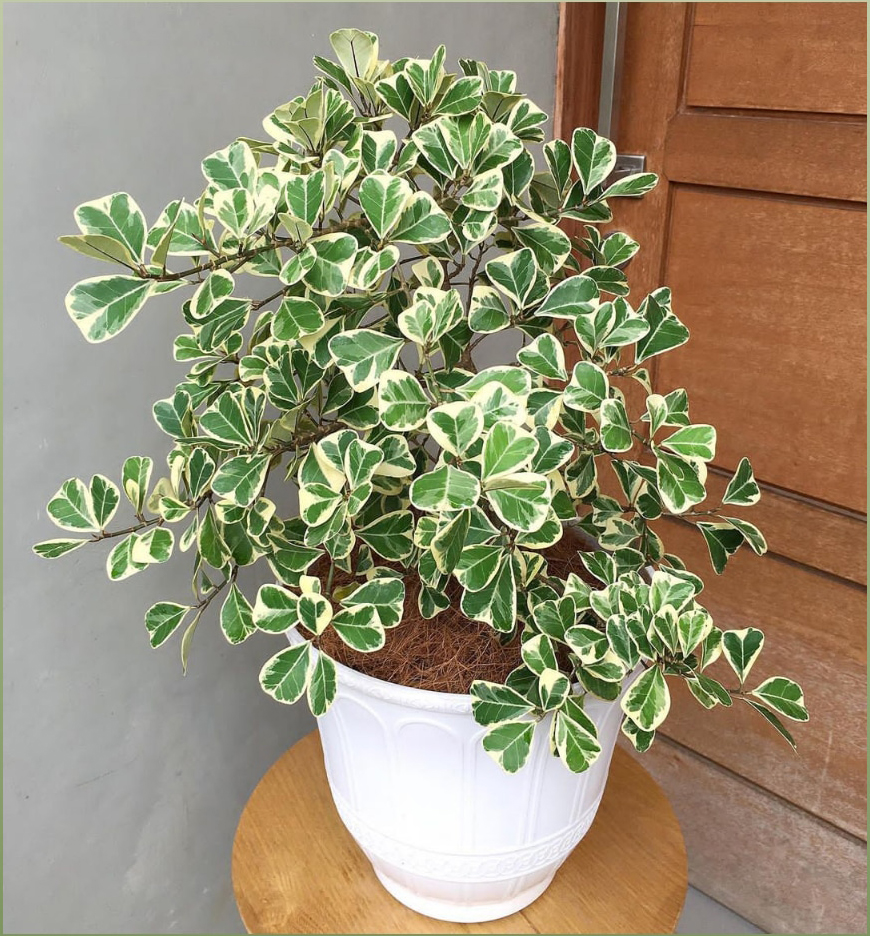 花叶三角榕金边爱心榕锦叶植物绿植盆栽室内绿植耐阴植物心形叶子