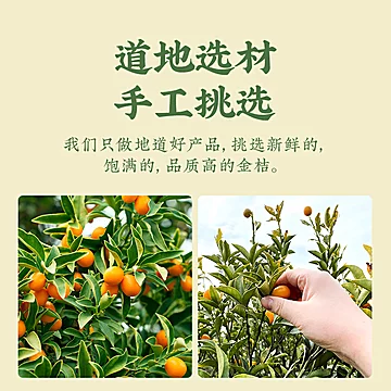 【食蕴者】泡茶新鲜特级金桔干250g[10元优惠券]-寻折猪