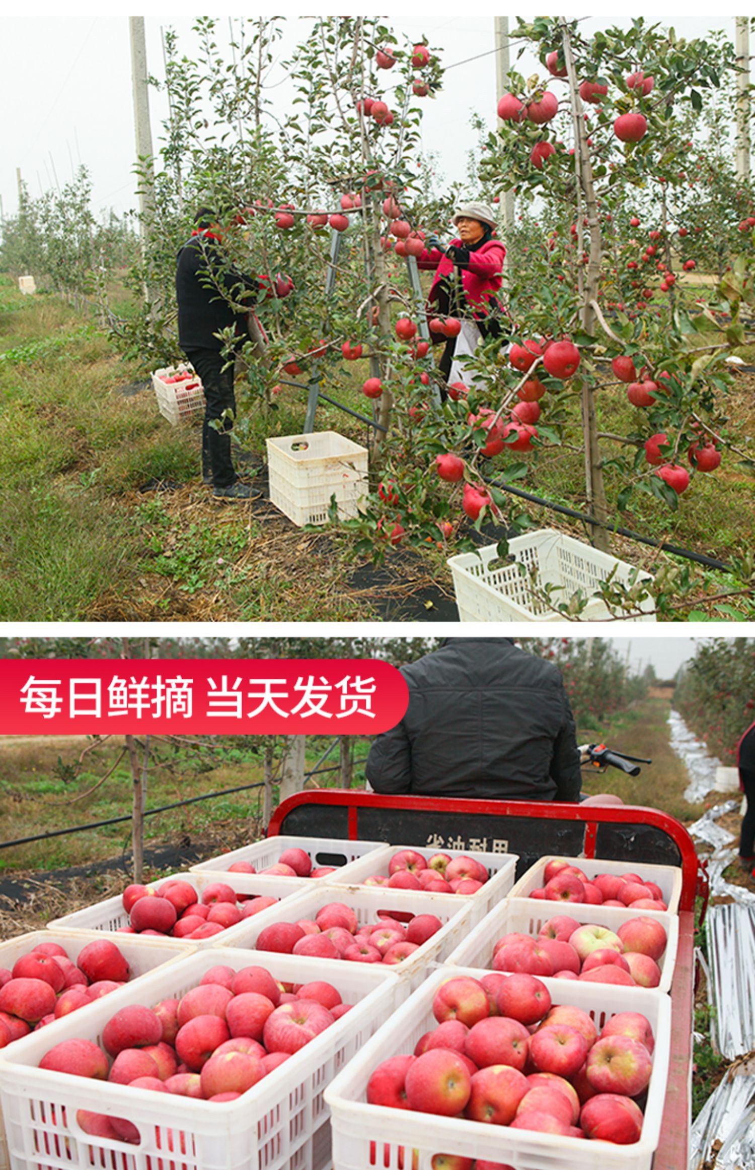 【福瑞雪】瑞阳陕西白水苹果7斤