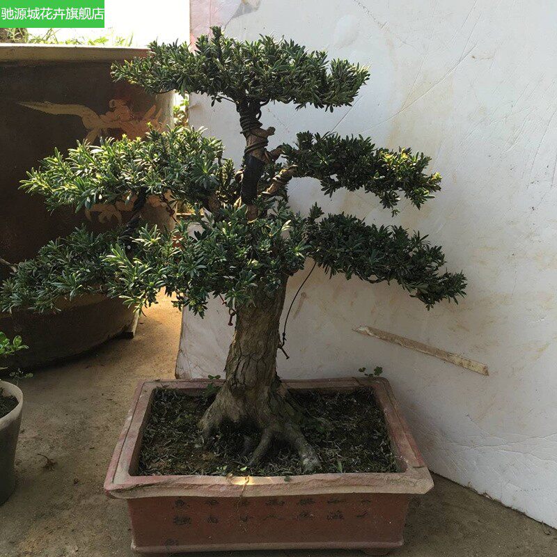 罗汉松盆景树桩 榆树盆栽庭院绿植办公室黄杨造型松树微型景观