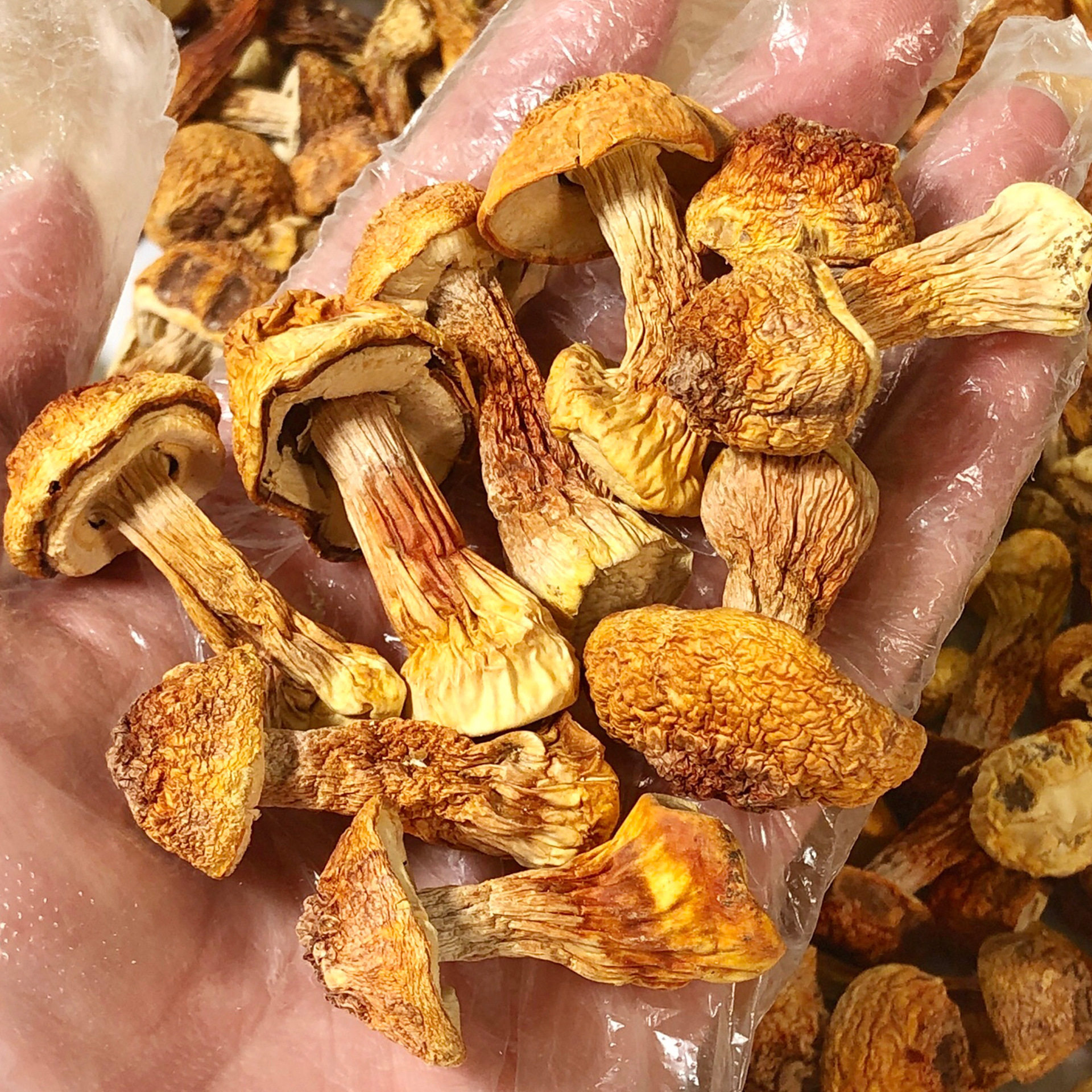 姬松30年实体茸干巴西菌类干货菇类年货其他药食同源食品