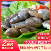 Mud snail ready-to-eat canned 8A canned spicy extra large Zhoushan Wenzhou specialty pickled emperor big mud snail specialty Ningbo