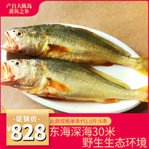 Dachen Yellow Fish live 7 kg yellow fish Fresh Yellow Croaker seafood Zhoushan specialty Authentic East China Sea Dachen Island Yellow fish