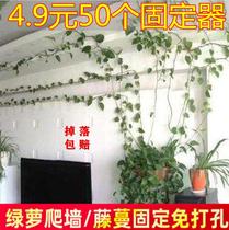 Green Luo wall climbing artifact 5-50 vines Green plant no trace climbing nail-free wall wall fixer management clip