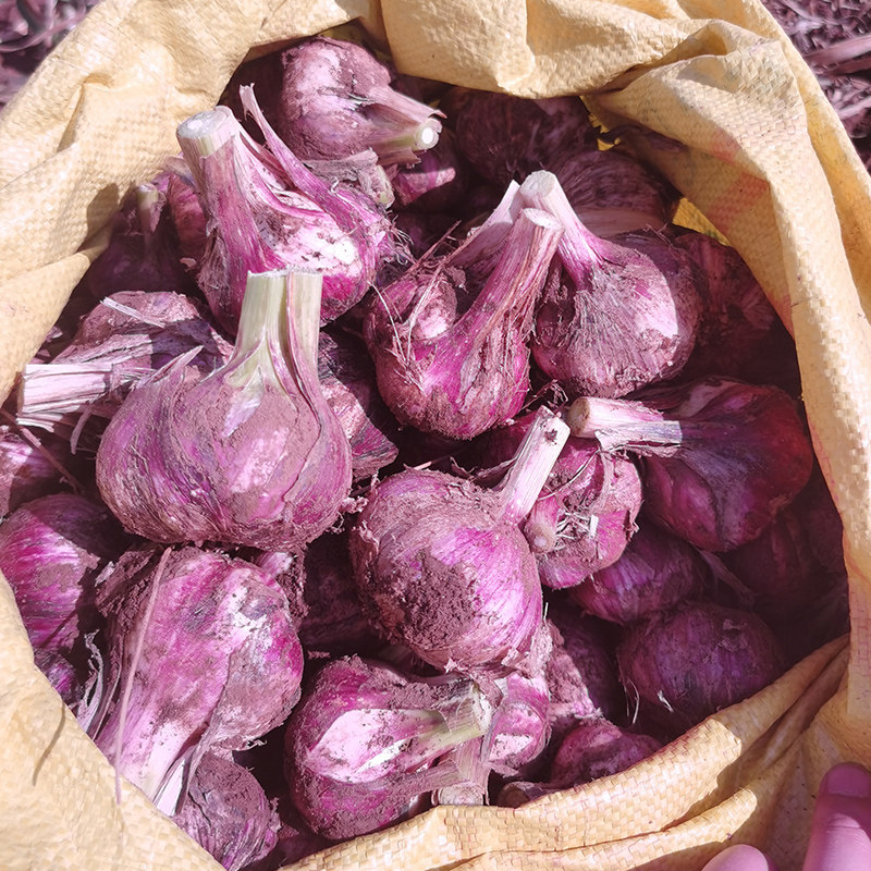 【拍5斤】新鲜现挖云南紫皮大蒜(热品库)