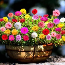 Heavy Petal Sun Flower Seed Flowers Seed Flower Seeds All Season Flowers Indoor Flowers easy to live outdoor seed Wholeflower Seed Seeds