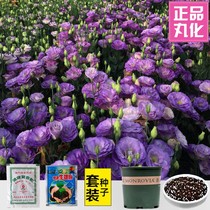 Foreign Balloon Flower seed Indoor Four Seasons Easy to live potted flowers outdoor flowering to constantly flower seed flower and grass plants