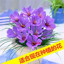 Medicinal saffron seed balls Balls Flowers Flowers Flowers Western Red Flowers For Winter Edible Cold Potted Plants