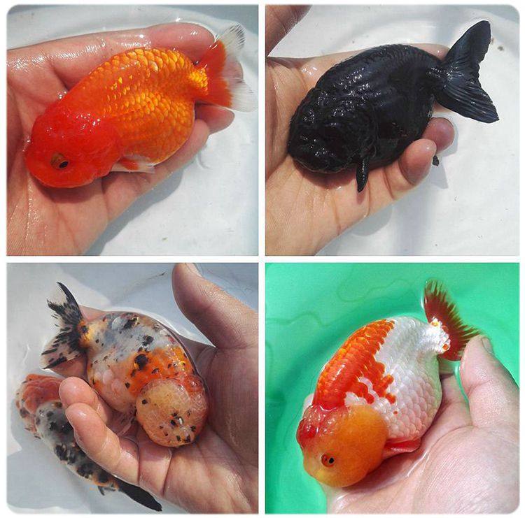 精品金鱼活体菠萝猫鱼观赏鱼冷水淡水鱼兰寿泰狮珍珠鱼苗好养易活
