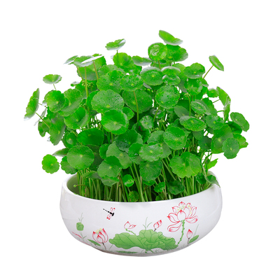 铜钱草招财水培植物净化空气