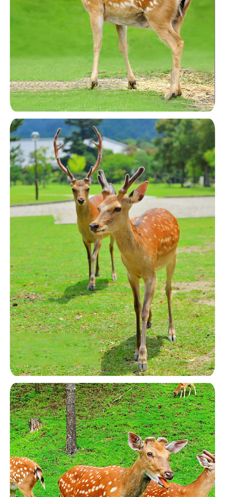 梅花鹿种公鹿量大价优杂交梅花鹿梅花鹿养殖效益