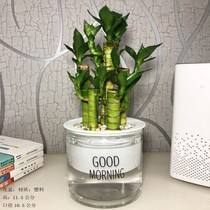 Lotus Flowers Bamboo Small Potted Plant Wenchang Bamboo Indoor Flowers Good Raising Green Plant Rich plant Rich bamboo Summer water raising
