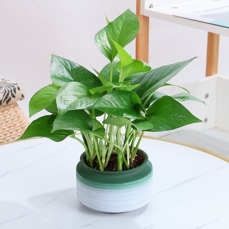 绿萝植物盆栽室内水培植物客厅常青绿植花卉盆景四季好养青叶绿萝