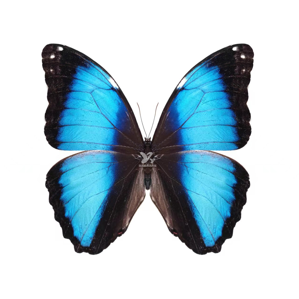 【昆虫標本】Acherontia atropos 10exs. （未展翅） 昆虫標本 蝶の標本 イボタガ アクリルフレーム 白 : ソプラノ