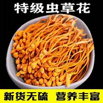 New goods 500 CTE grade spore head selection fresh dry goods north Golden Cordyceps sinensis flower soup material sulfur-free