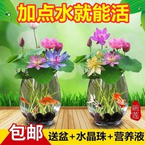Four seasons hydroponic plant water water lily water lily lotus mini Lotus potted plant indoor good raising balcony flower green plant