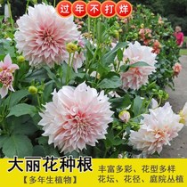Large Li-flower Seed Balls Ground Claw Flower Block Root Seed Geranium Nuggets Root Patio Balcony Multi-Year Raw Ball Root Spot