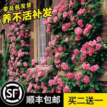 Vine moon season Rosary flowers Miao large flower Flowers Dense patio Courtyard Climbing plant Potted plant Potted balcony Flowering Rose in Four Seasons