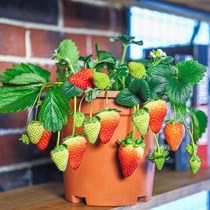 Strawberry Seed Seed All Season Blossom Easy To Live Results Potted Fry Indoor Outdoor Balcony Flower Plant Flower Seed Seed