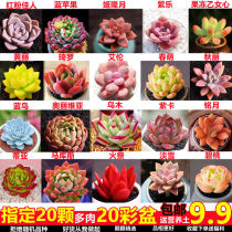 Multimeat Plant Multimeat Gidola Red Gem Package Combo Office Interior Selection Without Repeating New Hands For Good Care