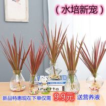 Colorful iron millennial Wood hydroponics new pet peacock rich bamboo water seven-color iron millennial Wood indoor living room Good Green