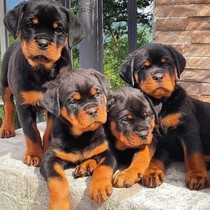 Purebred Rottweiler puppies live Rottweiler dogs double-blooded German guard dogs Rottweiler pet dogs