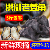Ling angle fresh raw Lingen Hubei special production farmhouse Honglian now remove powder glutinous black and old vegetables When the season water chestnuts snacks