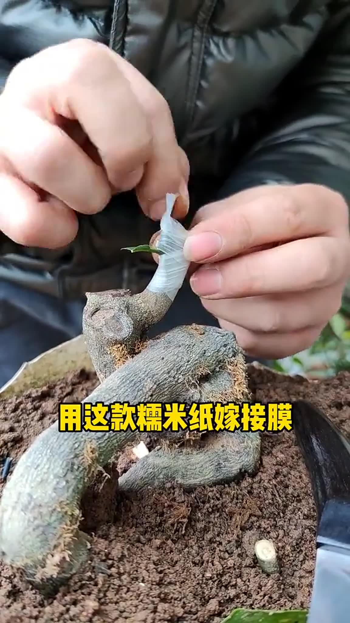嫁接必备糯米纸嫁接膜