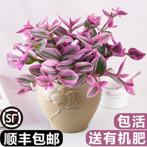 Oil Painting Gondola Wedding Big multimeat brocade purple Luran Desktop flower indoor balcony Green Planted Potted Plant hydroponic plants