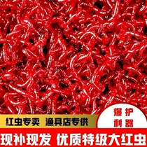 Fresh red worm live bait extra-large red worm feeding bait pull bait crucian carp wild fishing bait fishing earthworm bait
