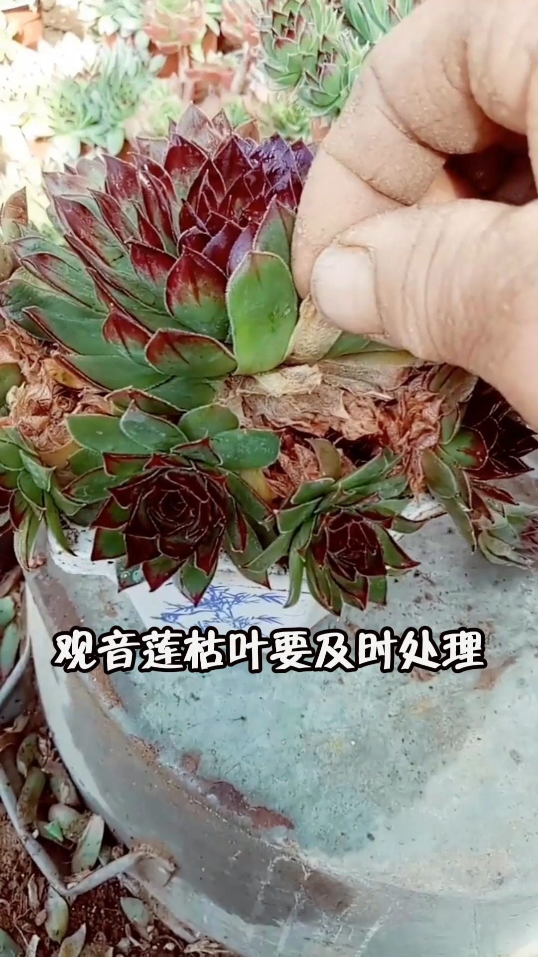 观音莲枯叶要及时处理