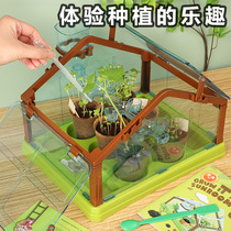 Children Planting small potted plants Mini green plant Flowering Plant Microscopic Diy Material Early Childhood Sprout creative suit