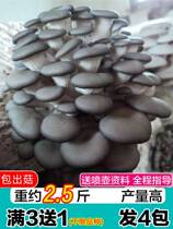 Mushroom planting and mushroom bacteria mushroom bacteria mushroom planting bacteria planting family four season balcony planting is still long