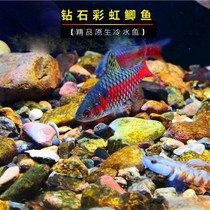Diamond rainbow crucian carp cold water fish ornamental resistance to live well to raise Mekong fish volcanic catfish small group swimming cold resistance and maintenance