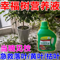 Happy tree special nutrient solution indoor rich tree rich bamboo safe tree succulent hydroponic potted general-purpose flower fertilizer
