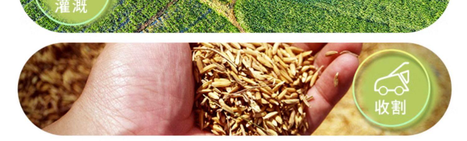 稻小蛙东北大米25kg黑龙江长粒香米5斤真空包装当季新稻新鲜好米