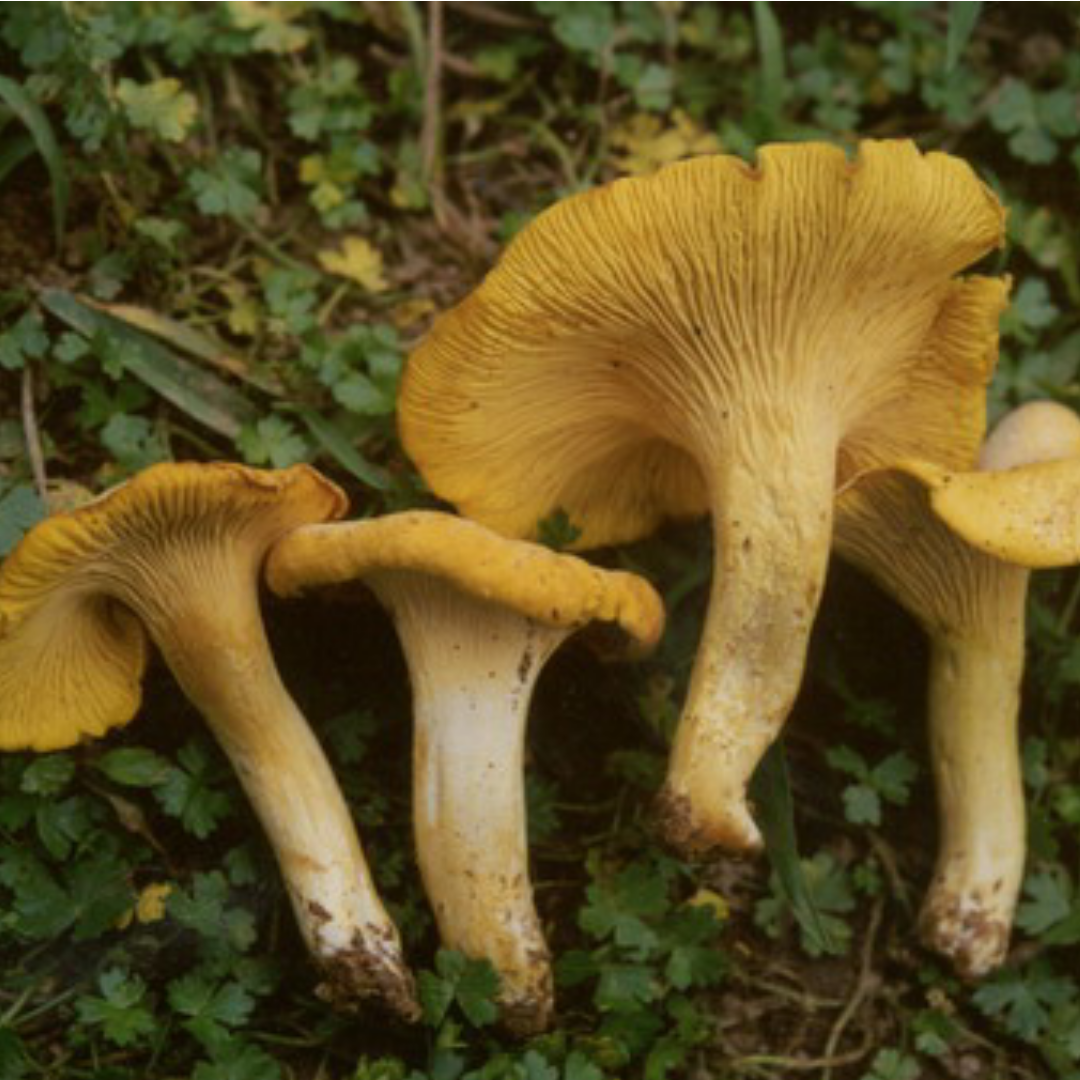 野生黄丝茵/杏黄菌/鸡油菌500g顺丰包邮