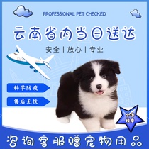 (Kunming Kennel) Purebred Border Collie Meteorite Border Collie Puppy Live Black and White Phnom Penh Pet Dog