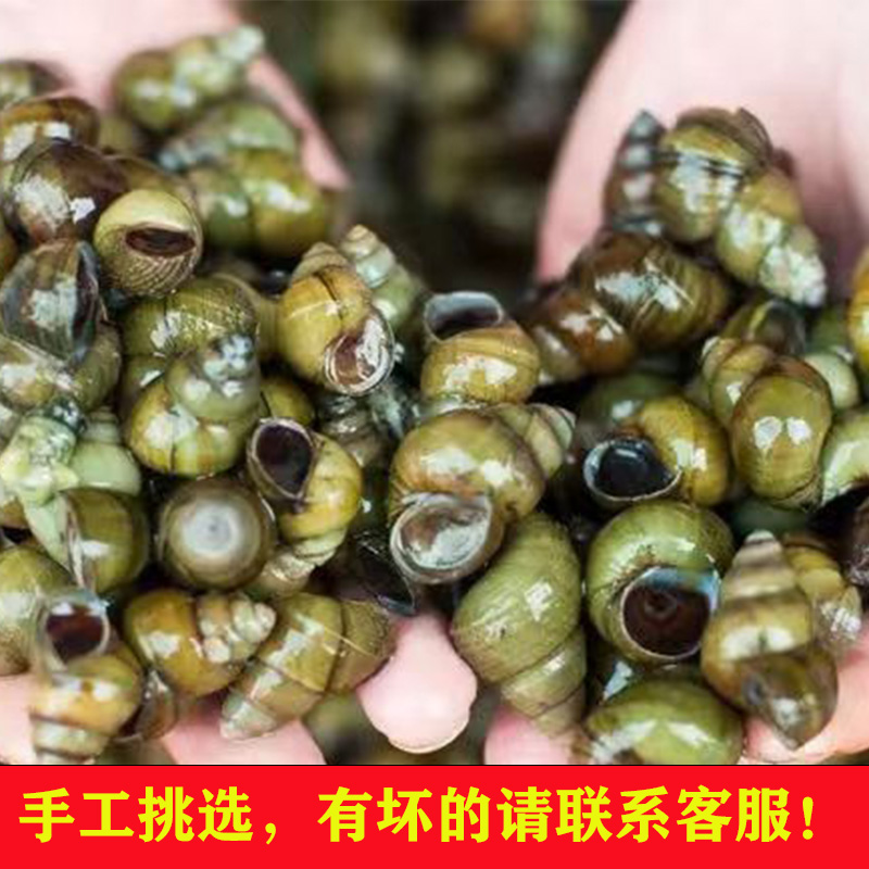 Jiangsu High Mail Lake 5 Catty Loaded Clean Water Fields Snail Fresh Live Snail Live Snail Living Stone Snail Snail Flesh Clay-Taobao