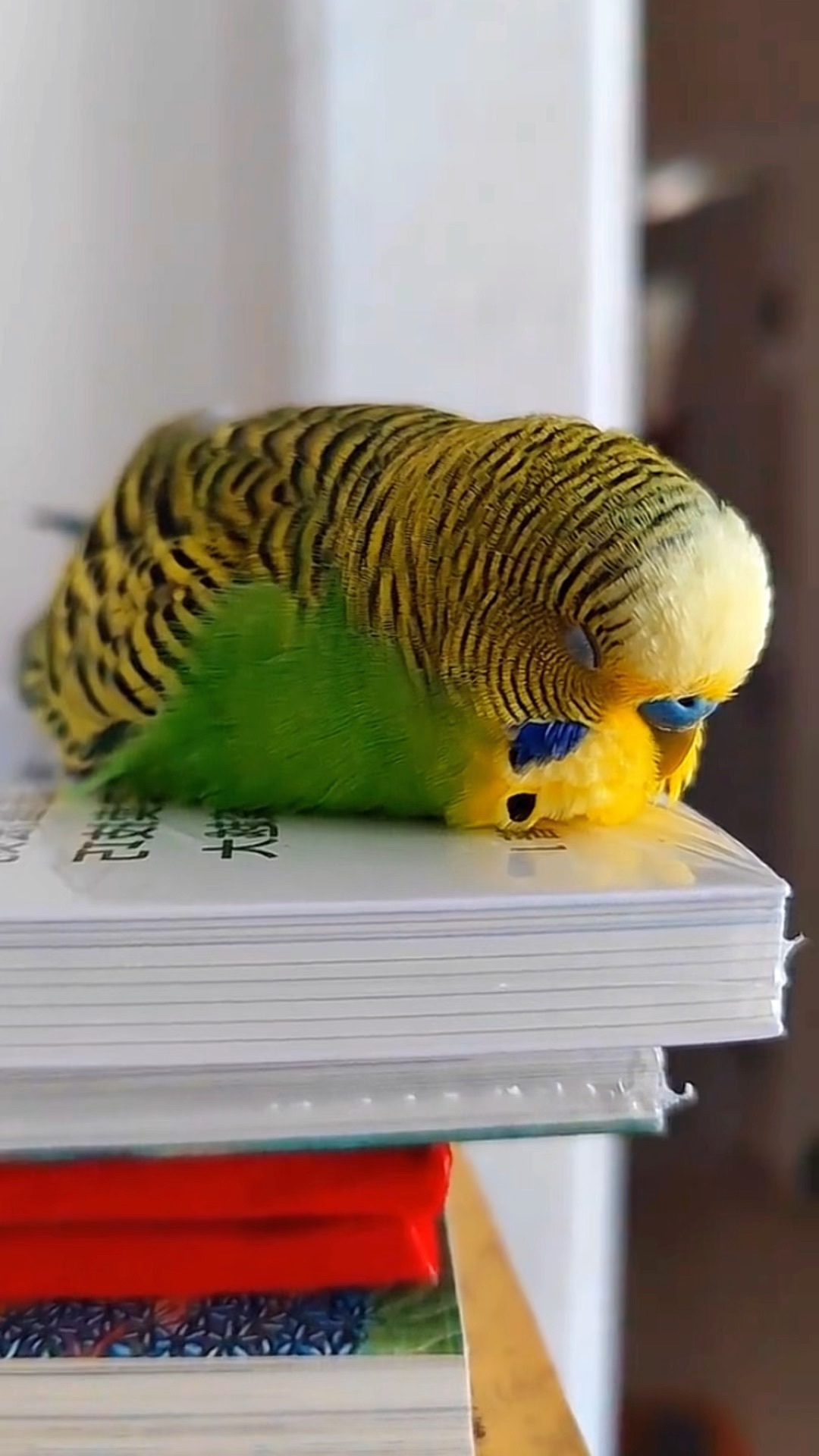 养鸟太治愈了!虎皮鹦鹉睡觉!